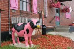 Wanamingo Blondies Butcher Shop, #144 pink&nbsp;Holstein