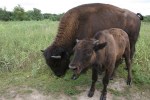 Bison, #137 calf up close