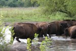 Bison, #144 herd in water