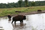 Bison, #148 walking in&nbsp;water