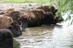 Bison, #151 splashing in&nbsp;water