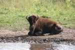 Bison, #188 single bison lying&nbsp;down