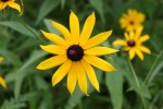 Carleton College, #91 black-eyed susan close-up