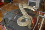 Grizzly Canyon, rattlesnake in case #50