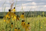 Historic flour mill, #169 black-eyed susans on&nbsp;prairie