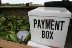Sweet corn stand, payment box&nbsp;#6