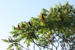 Autumn plants, #39&nbsp;sumac