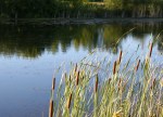 Autumn plants, #69 cattails on edge of&nbsp;pond