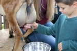 Farmer’s market, #56 milking the&nbsp;goat