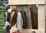 Farmer’s market, #66&nbsp;goat