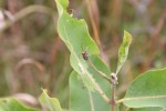 Nature center, #40 bug on&nbsp;milkweed