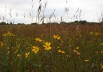 Nature center, #66 prairie flowers &&nbsp;grasses