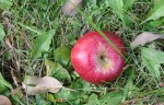 Apple orchard, #60 windfall apple on&nbsp;ground