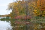 Dunton Locks County Park, #252 trees reflecting on lake