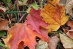 Dunton Locks County Park, #256 autumn&nbsp;leaves