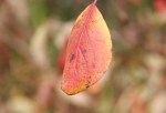 Fall colors in MN, #13&nbsp;leaf