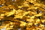 Fall colors in MN, #21 mass of maple&nbsp;leaves