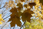 Fall colors in MN, #22 maple leaves close&nbsp;up