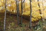 Fall colors in MN, #39 steps in woods at Albers&nbsp;Park