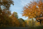 Maplewood State Park, #150 trees lining&nbsp;road