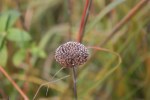 Maplewood State Park, #162 dried seed&nbsp;head