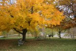 Maplewood State Park, #179 tree & picnic&nbsp;tables