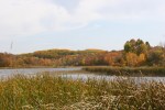 Maplewood State Park, #189 cattails &&nbsp;hillside