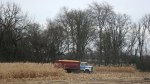 SW MN, #4905 grain truck in cornfield near New Ulm