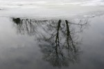 February in Faribault, MN, #6097 tree reflected in Cannon&nbsp;River