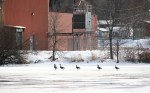 February in Faribault, MN, #6139 geese walking on Cannon River&nbsp;ice