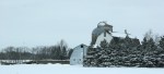 Rural MN, #5781 barn & row of&nbsp;evergreens