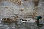 Park, #6653 ducks swimming in Cannon&nbsp;River