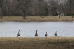 Park, #6665 geese on river&nbsp;bank