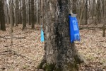River Bend, #6688 collecting maple&nbsp;sap