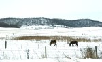 Rural Wisconsin, #6246 horses in&nbsp;pasture