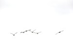Energy Park, #6622 geese&nbsp;flying