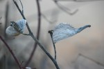 Energy Park, #6769 milkweed pod