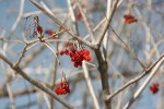 Minnesota outdoors, #6920 red&nbsp;berries