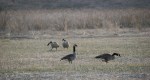 River Bend, #7079 geese on&nbsp;prairie