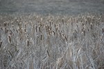River Bend, #7089&nbsp;cattails