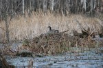 River Bend, #7095 nesting&nbsp;goose