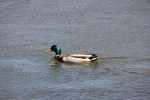 Signs of spring in MN, #7000 duck&nbsp;swimming