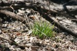 Signs of spring in MN, #7005 patch of&nbsp;grass