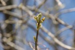 Signs of spring in MN, #7016 bud&nbsp;opening