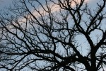 Tree branches, #6793