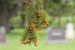Cannon City Cemetery, #7817 pine&nbsp;cones