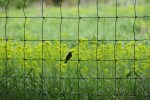 Cannon City Cemetery, #7818 bird on&nbsp;fence