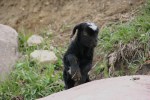 Country drive, #7287 baby&nbsp;goat