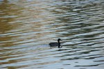 N. Alexander Park, #7589 duck in&nbsp;river