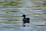 Park, #7755 drake&nbsp;swimming